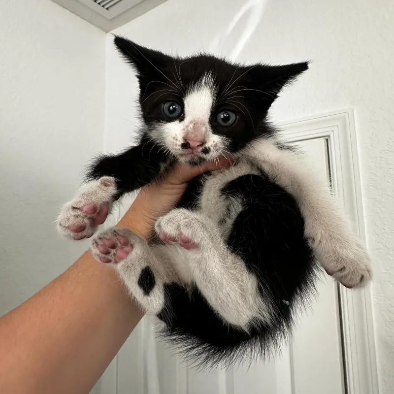 A young medium-sized male Black & White / Tuxedo Domestic Short Hair cat named Churro for adoption in miami, FL