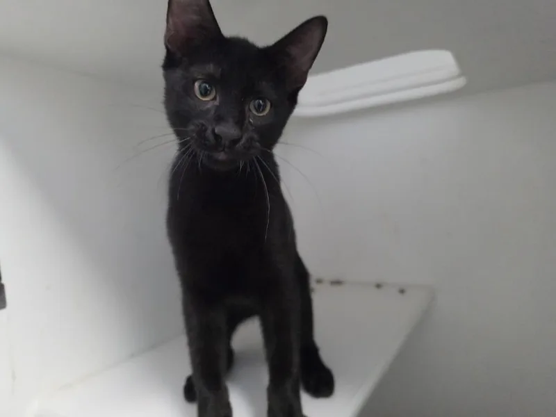 A baby small-sized male Black Domestic Short Hair cat named Argon for adoption in Bossier City, LA