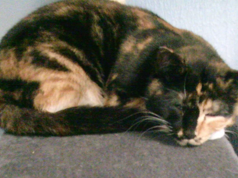 An adult medium-sized female Calico Domestic Short Hair cat named Daisy Mae for adoption in Rochester, WA