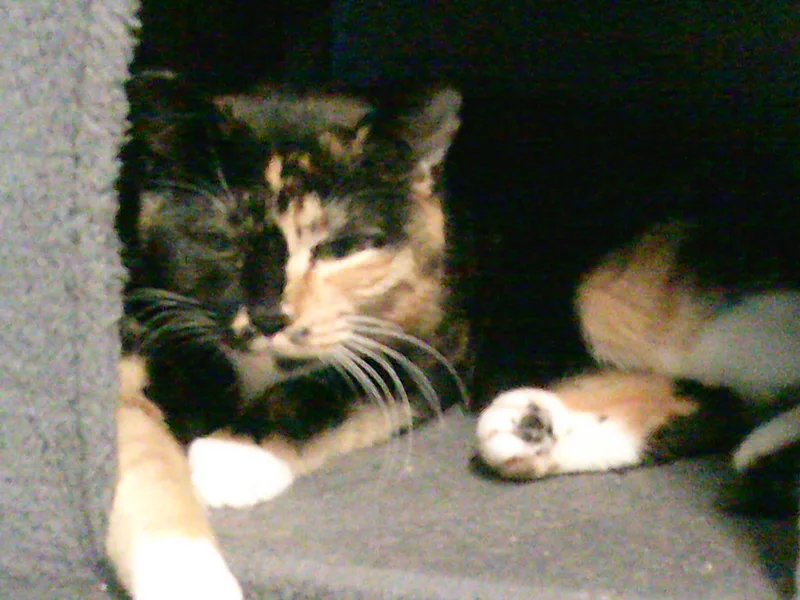 Daisy Mae thumbnail 2