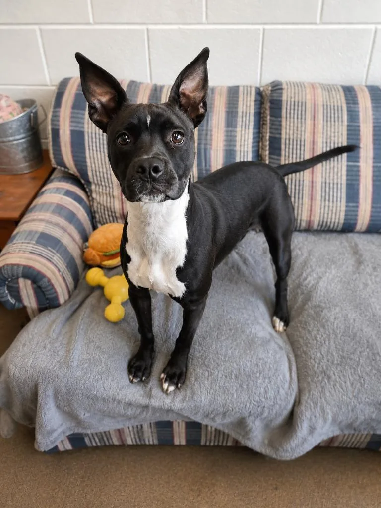 A young small-sized female Mixed Breed dog named Tinkerbell for adoption in Rome, GA