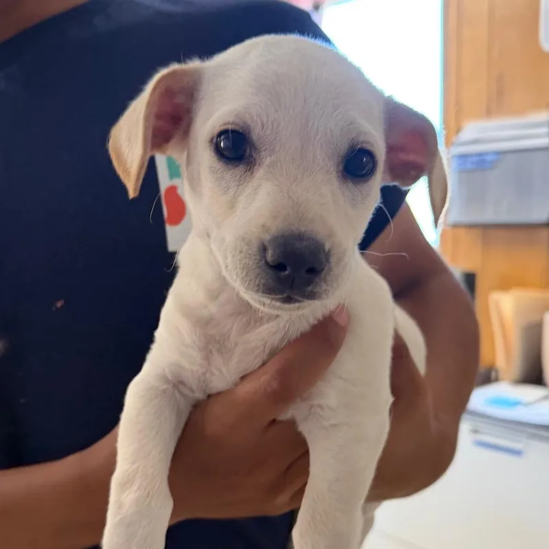 A baby small-sized male White / Cream Mixed Breed dog named Leroy for adoption in San Pablo, CA