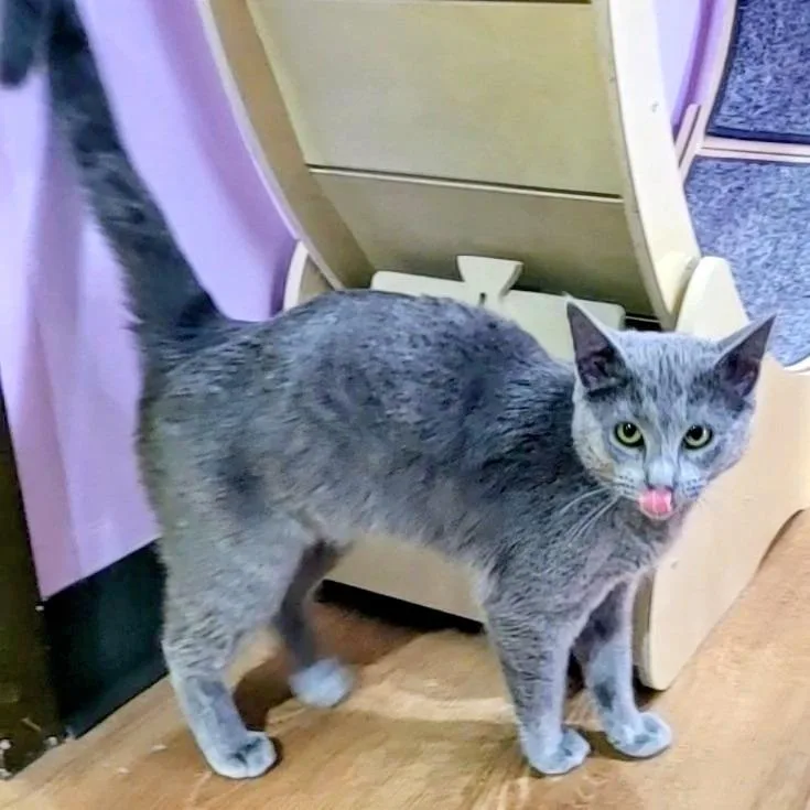 A young medium-sized female Gray / Blue / Silver Domestic Short Hair cat named Fleet for adoption in Springfield, IL