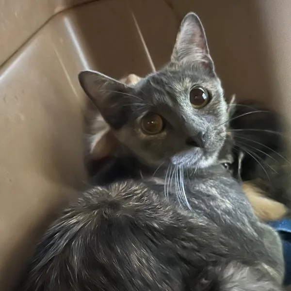 A young small-sized female Domestic Short Hair cat named Lorelai  Bonded With for adoption in Des Moines, IA