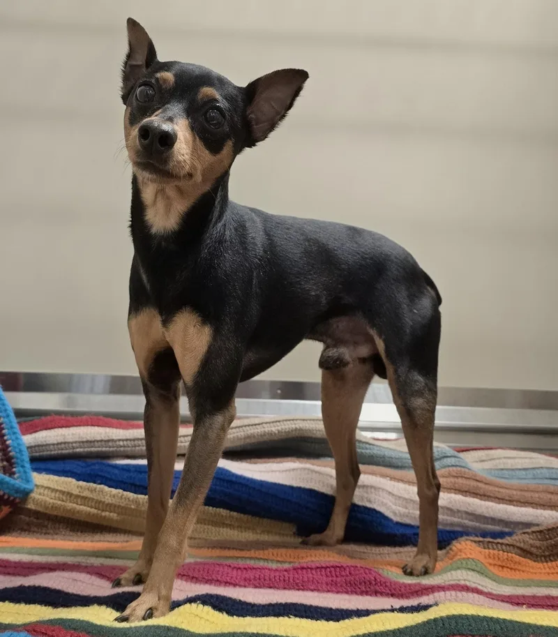 An adult small-sized male Black Miniature Pinscher dog named Sarge for adoption in Amityville, NY