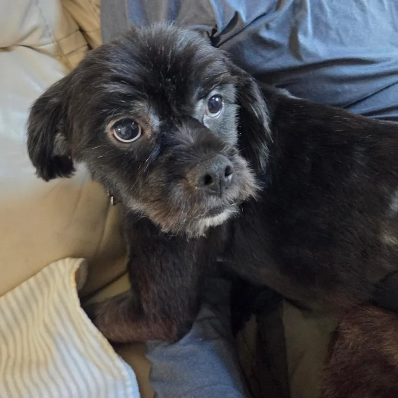 An adult small-sized male Black Maltese dog named Frodo for adoption in Houston, TX