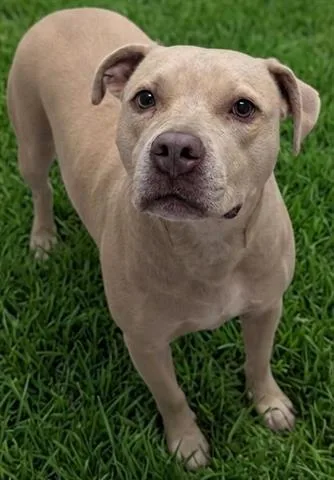 An adult medium-sized female Pit Bull Terrier dog named Momsen for adoption in Akron, OH