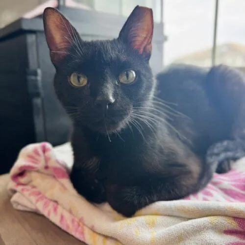 A young medium-sized male Black Domestic Short Hair cat named Peter Rabbit for adoption in Tampa, FL