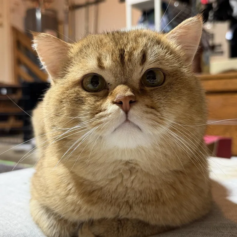 Rocky