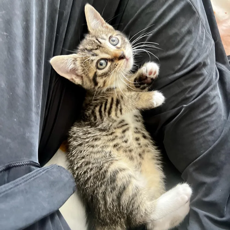 A baby small-sized female Gray / Blue / Silver Domestic Short Hair cat named Jamieson for adoption in Juno Beach, FL