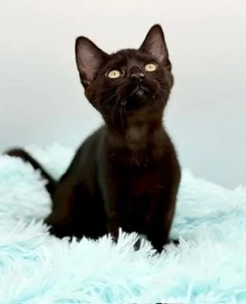 A baby medium-sized male Black Domestic Short Hair cat named Caterpillar for adoption in Covington, LA