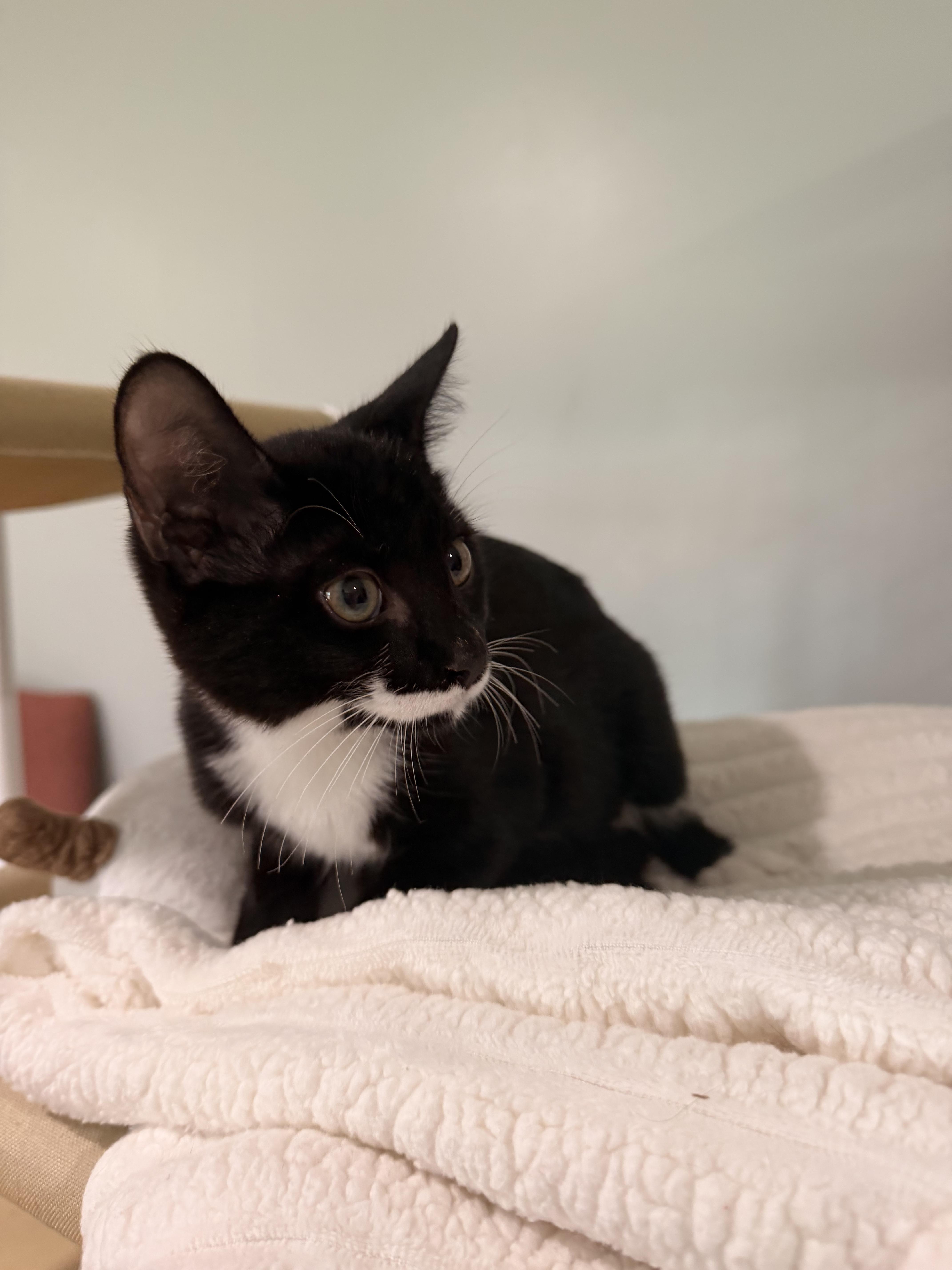 A baby medium-sized male Black & White / Tuxedo Domestic Short Hair cat named Panda for adoption in Suffolk, VA