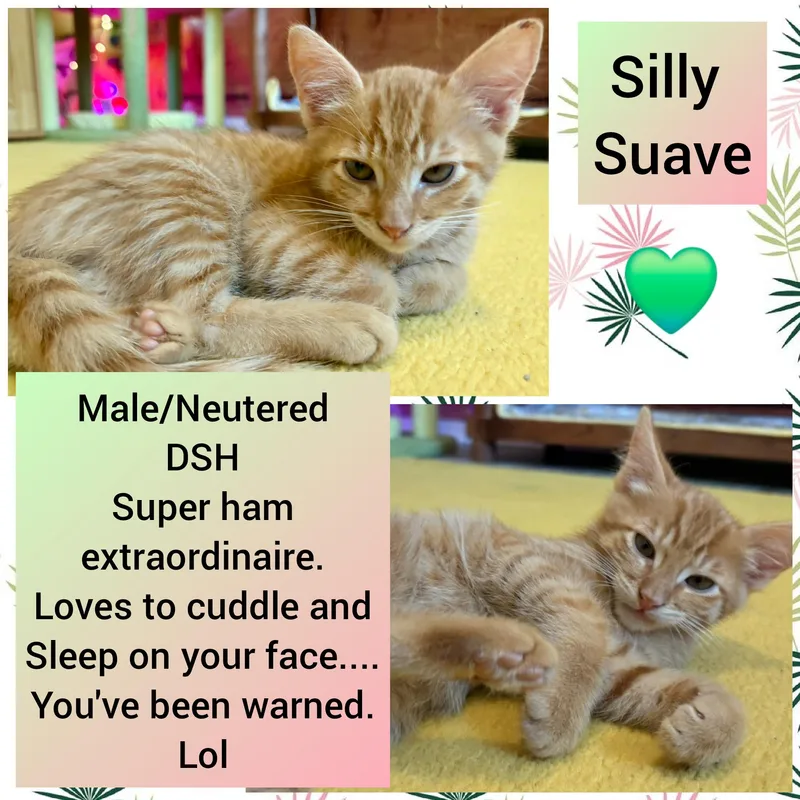 A baby medium-sized male Tabby (Orange / Red) Domestic Short Hair cat named Suave for adoption in Beaverton, OR