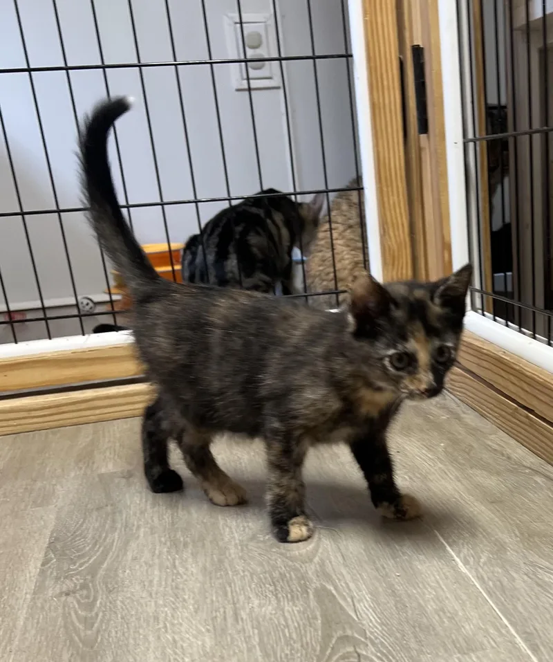 A baby medium-sized female Tortoiseshell Domestic Short Hair cat named Char for adoption in Knoxville, GA