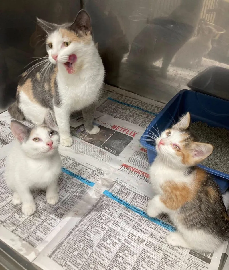 Jelly Bean  Ac thumbnail 2