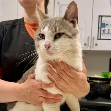 Pink Pony thumbnail 2