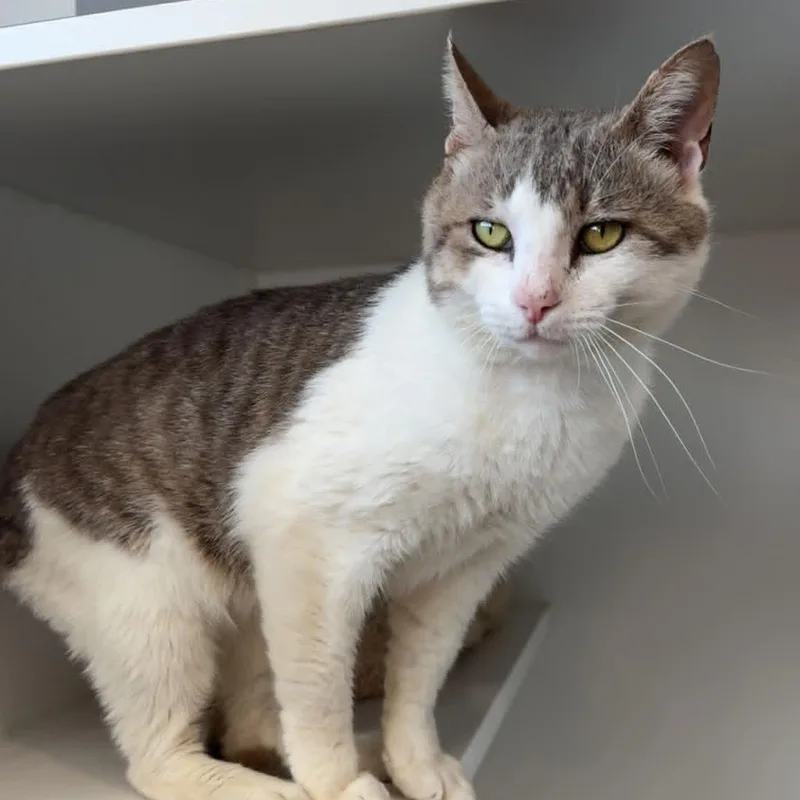 Pink Pony thumbnail 3