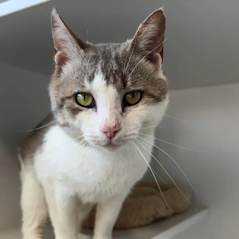 Pink Pony thumbnail 4