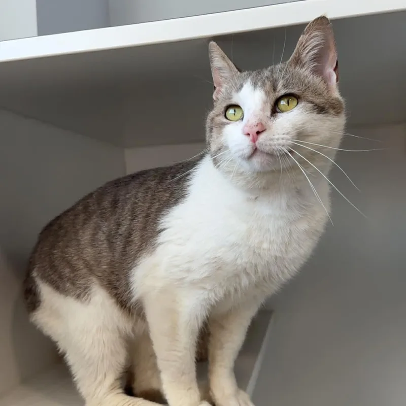 Pink Pony thumbnail 5