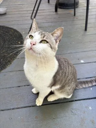 A young medium-sized male American Shorthair cat named Pink Pony for adoption in Danbury, CT