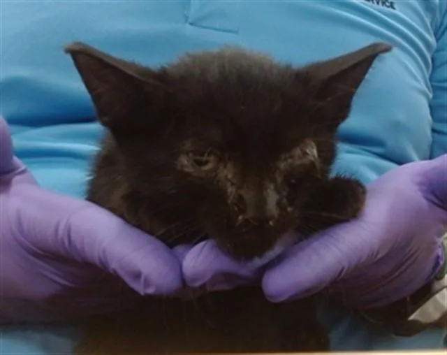 A baby small-sized female Domestic Short Hair cat named Apple for adoption in Miami, FL