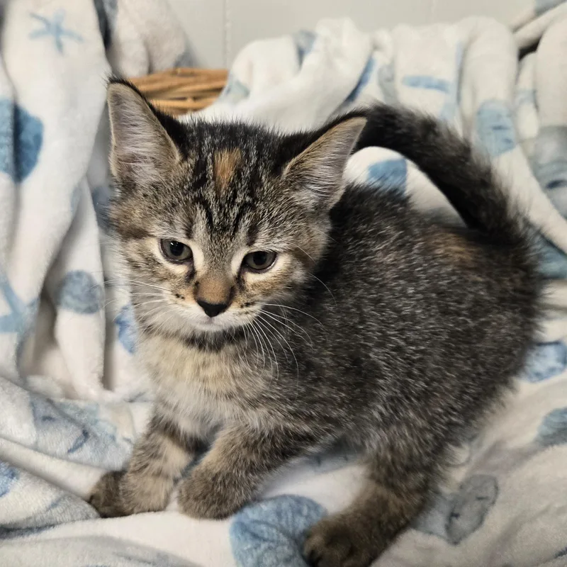 A young medium-sized female Black Domestic Short Hair cat named Tina for adoption in Xenia , OH
