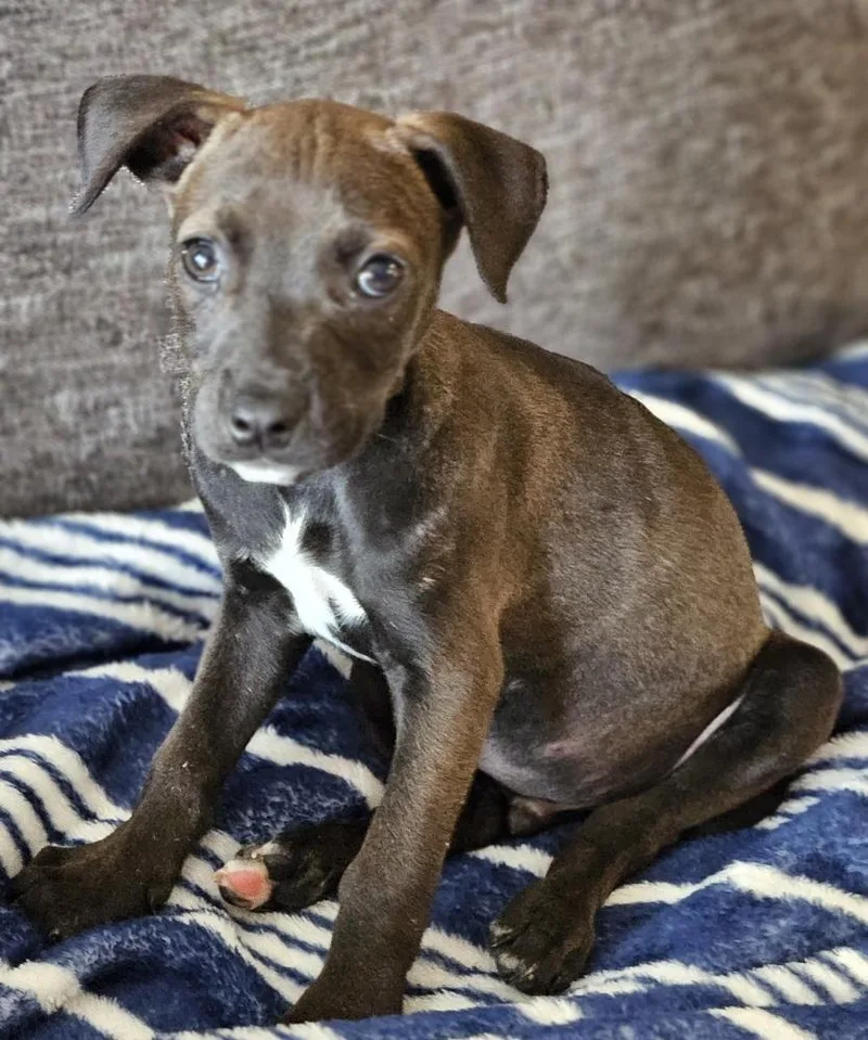 A baby medium-sized male Brown / Chocolate Rottweiler dog named Aspyn for adoption in Waunakee, WI