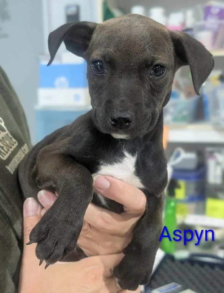 Aspyn thumbnail 2