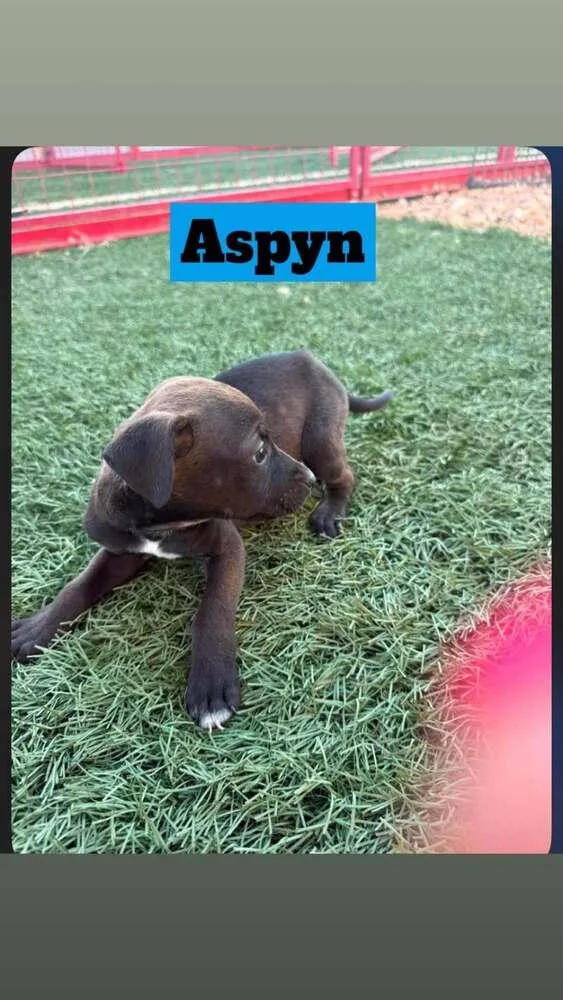 Aspyn thumbnail 3