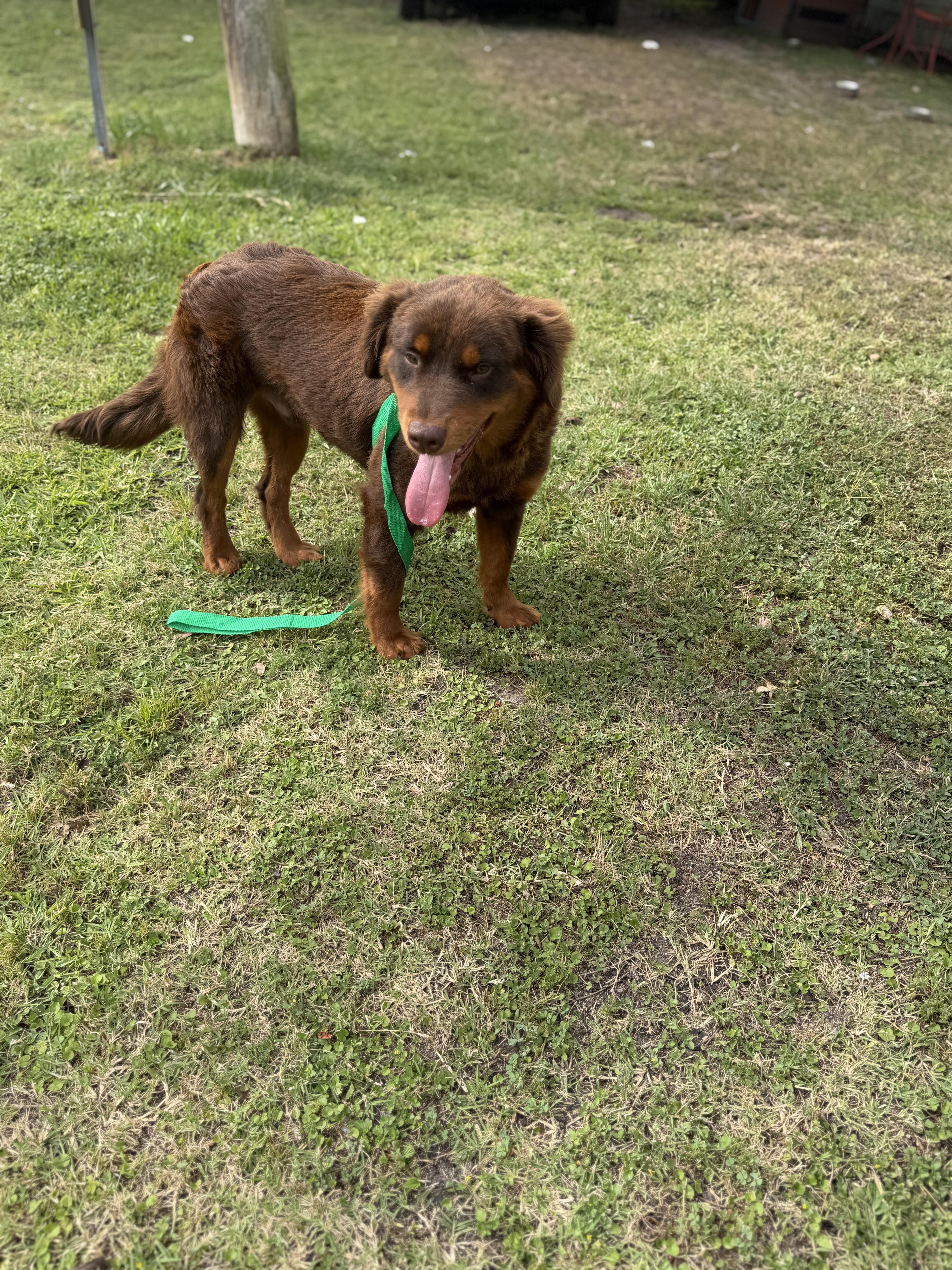 A young medium-sized male Chow Chow dog named Fluffy for adoption in Louise, TX