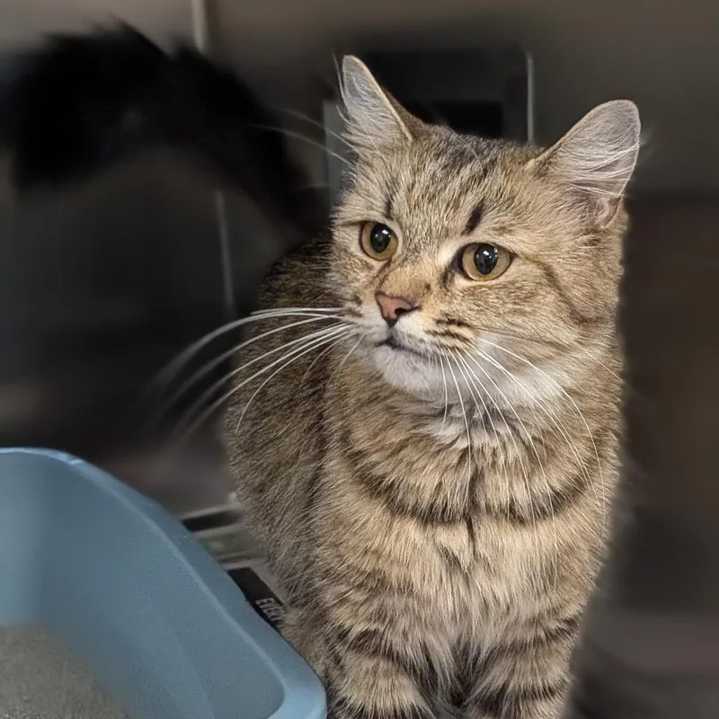 An adult medium-sized female Domestic Long Hair cat named Lua for adoption in Springfield, MA
