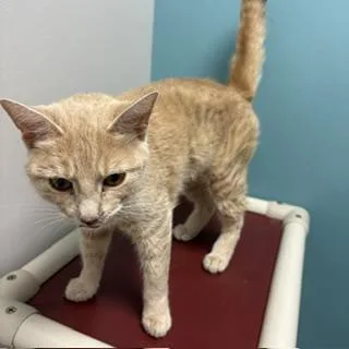 A young small-sized female Domestic Short Hair cat named November for adoption in Janesville, WI