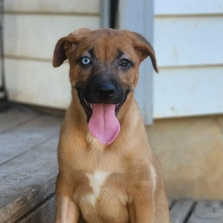 Cherie Al thumbnail 4