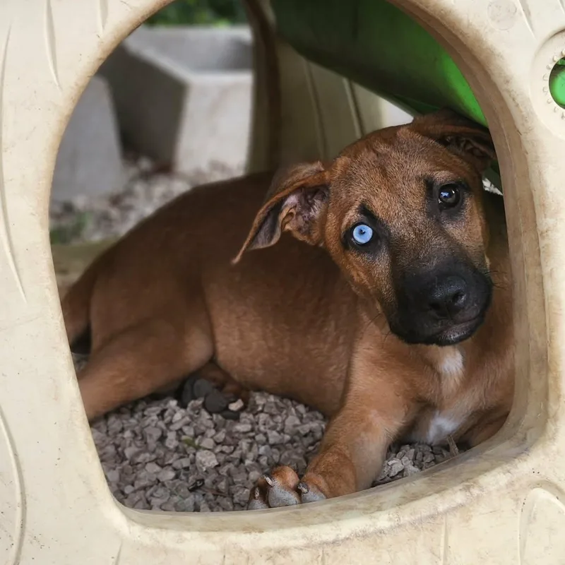 Cherie Al thumbnail 5