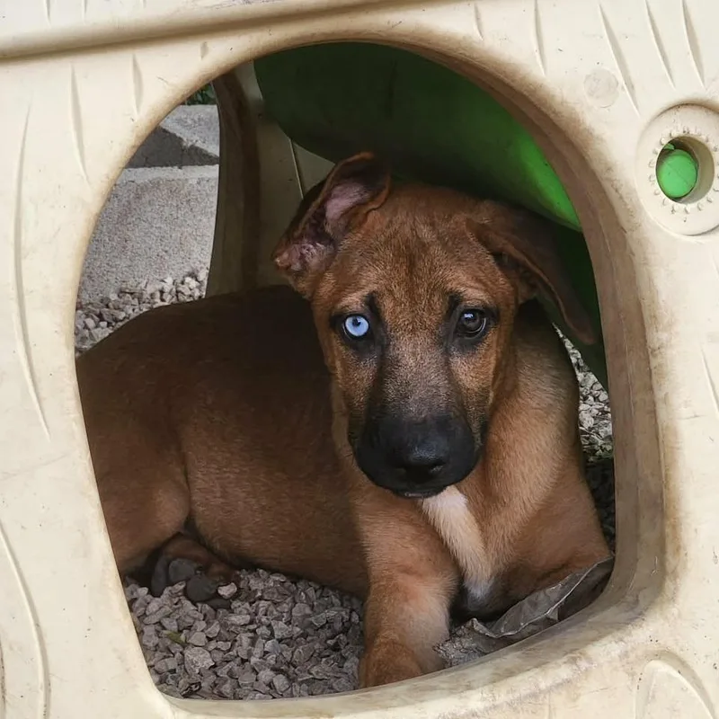 Cherie Al thumbnail 6