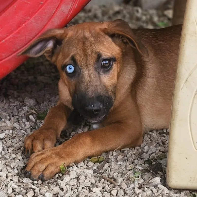 A baby large-sized female Yellow / Tan / Blond / Fawn German Shepherd Dog dog named Cherie Al for adoption in Austin, TX