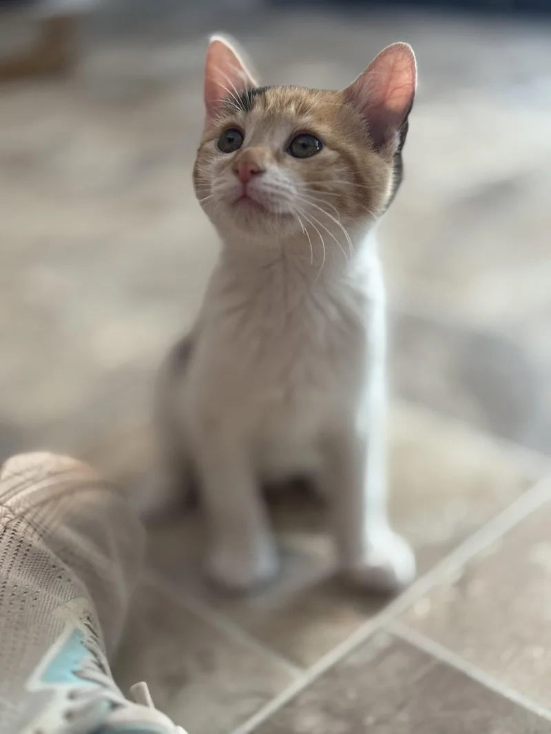 A baby medium-sized female Calico cat named Sharon for adoption in Williamsburg, NM
