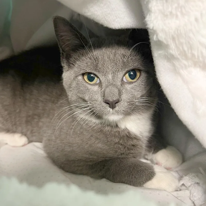 A baby small-sized female Gray / Blue / Silver Domestic Medium Hair cat named Carol for adoption in Owosso, MI