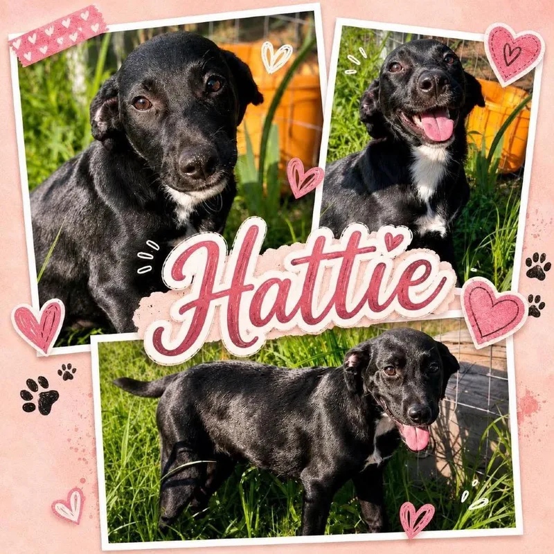 Hattie thumbnail 5