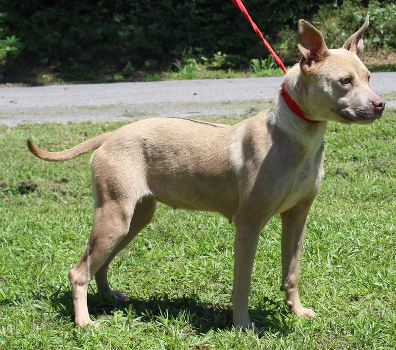 A young medium-sized female Pit Bull Terrier dog named Cheerio for adoption in Prattville, AL
