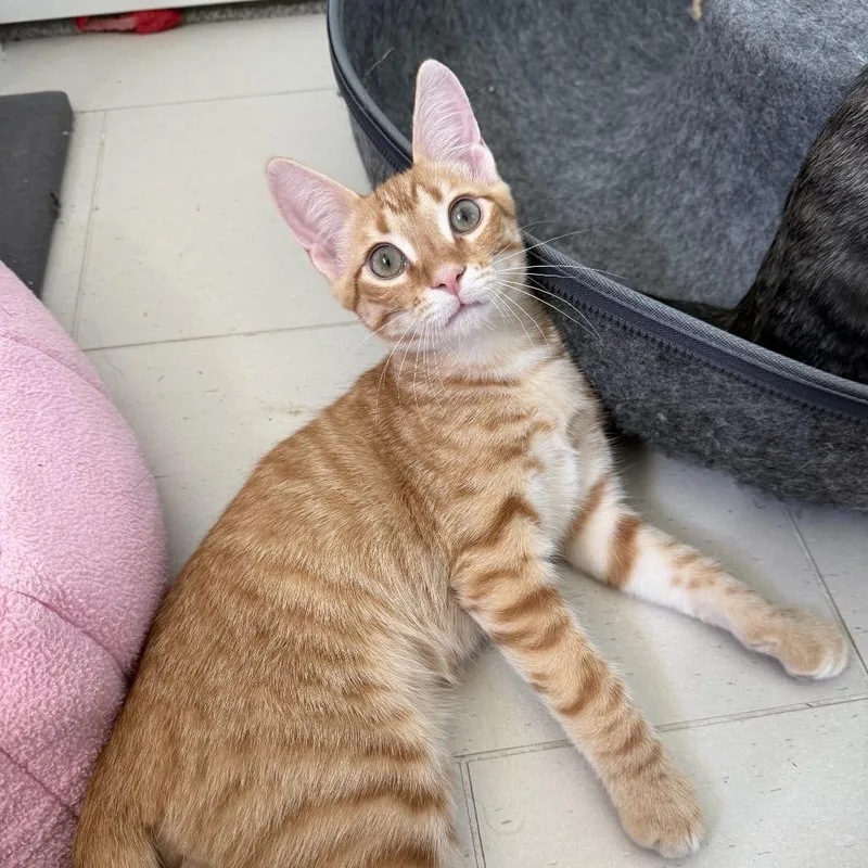 A baby medium-sized male Orange / Red Domestic Medium Hair cat named Staten for adoption in Leander, TX