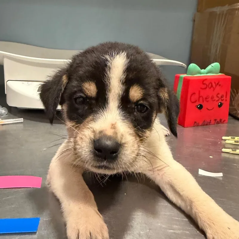 A baby small-sized female Black Mixed Breed dog named Jelly Bean for adoption in Chattanooga, TN