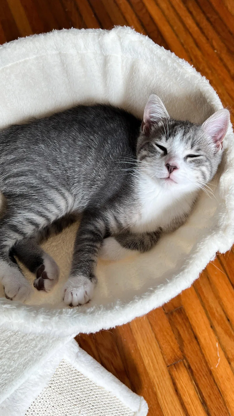 A baby medium-sized female Tabby cat named Toulouse for adoption in Cincinnati, OH