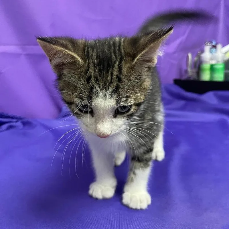 A baby small-sized male Gray / Blue / Silver Domestic Medium Hair cat named Zevander for adoption in North Myrtle Beach, SC