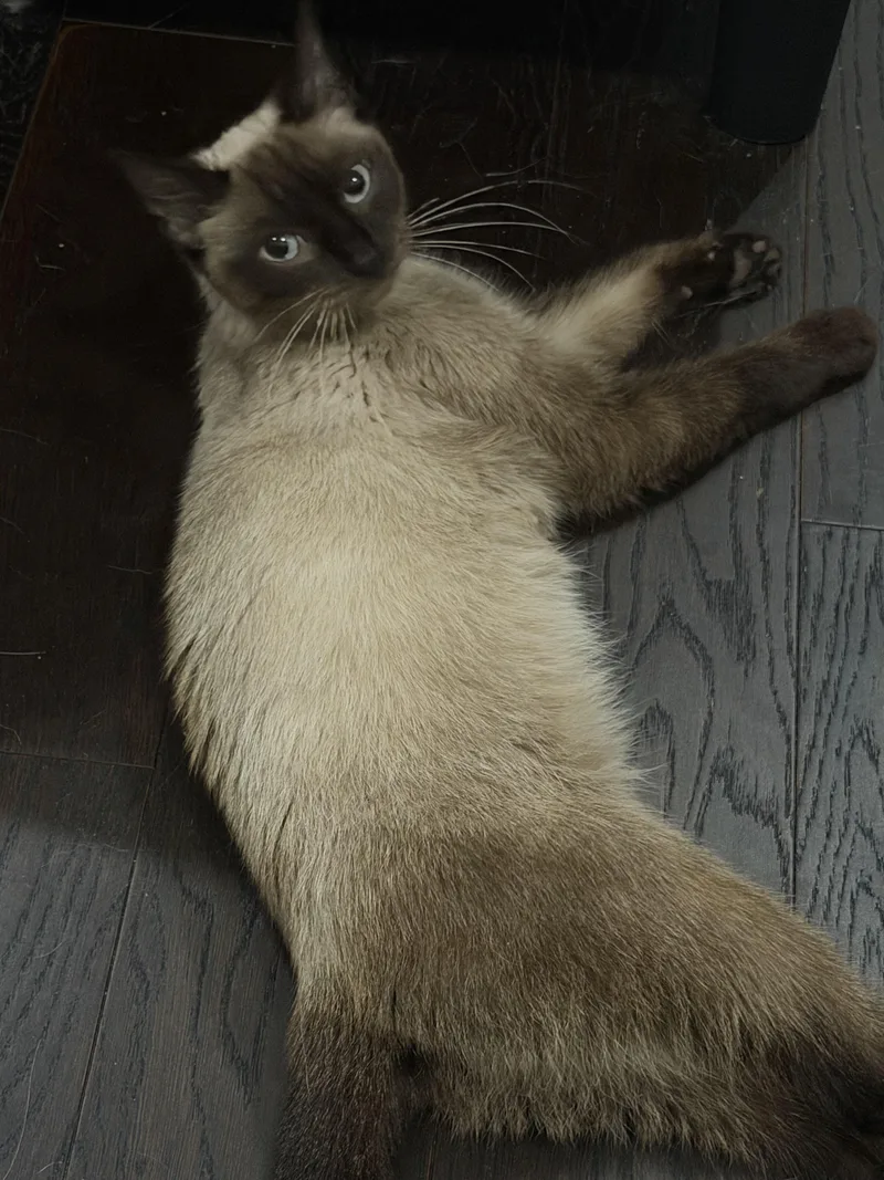 An adult medium-sized female Siamese cat named Pumpkin for adoption in Philadelphia, PA