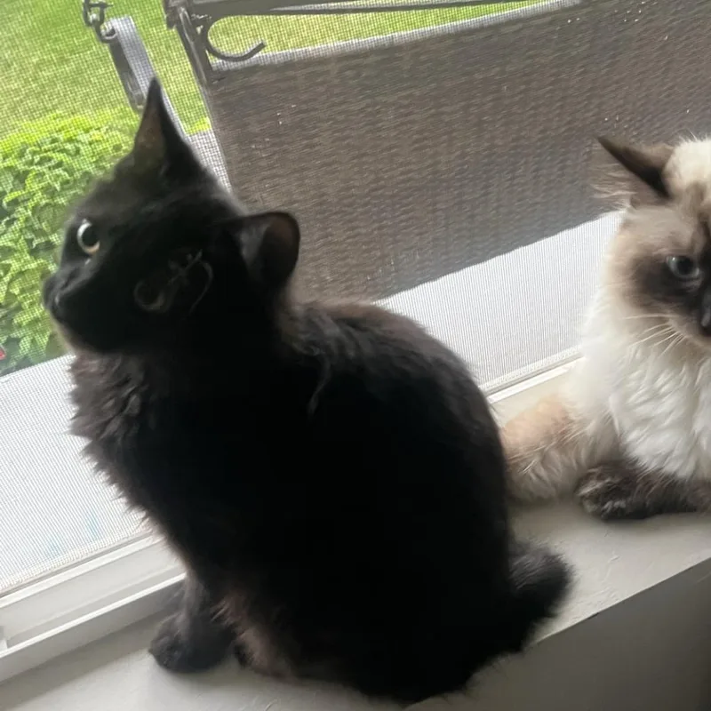 Mabel Anderson thumbnail 4