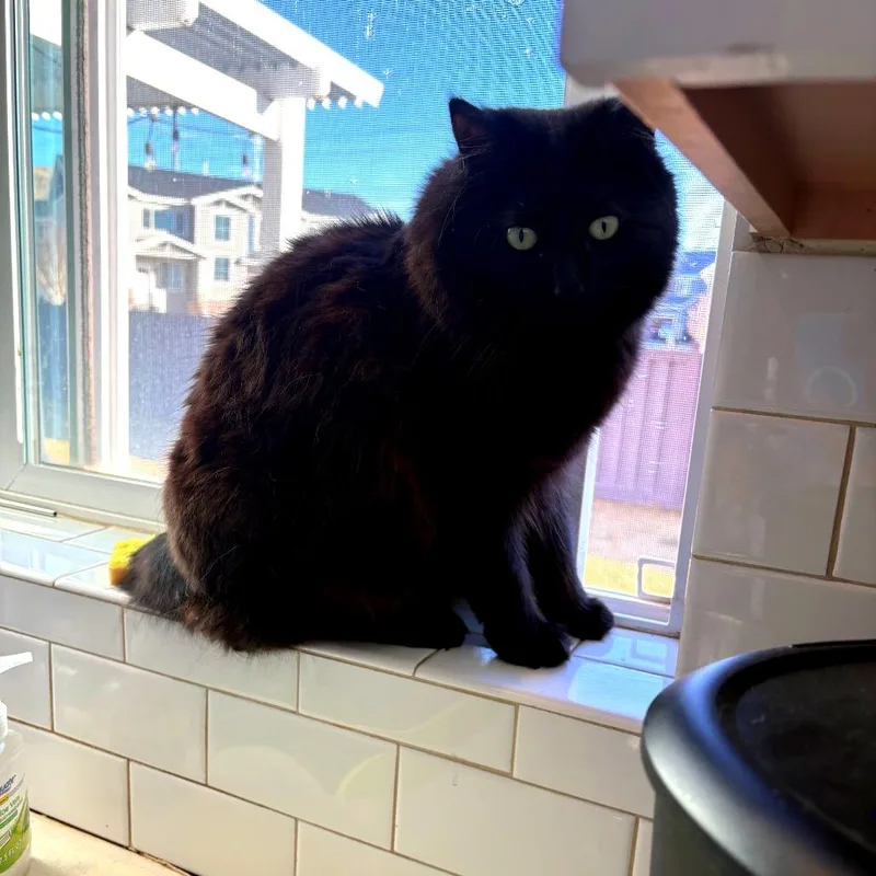 Mabel Anderson thumbnail 6