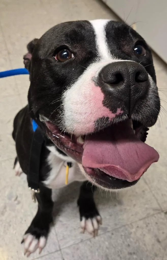 A young medium-sized female Terrier dog named Lady Liberty for adoption in Sandusky, OH