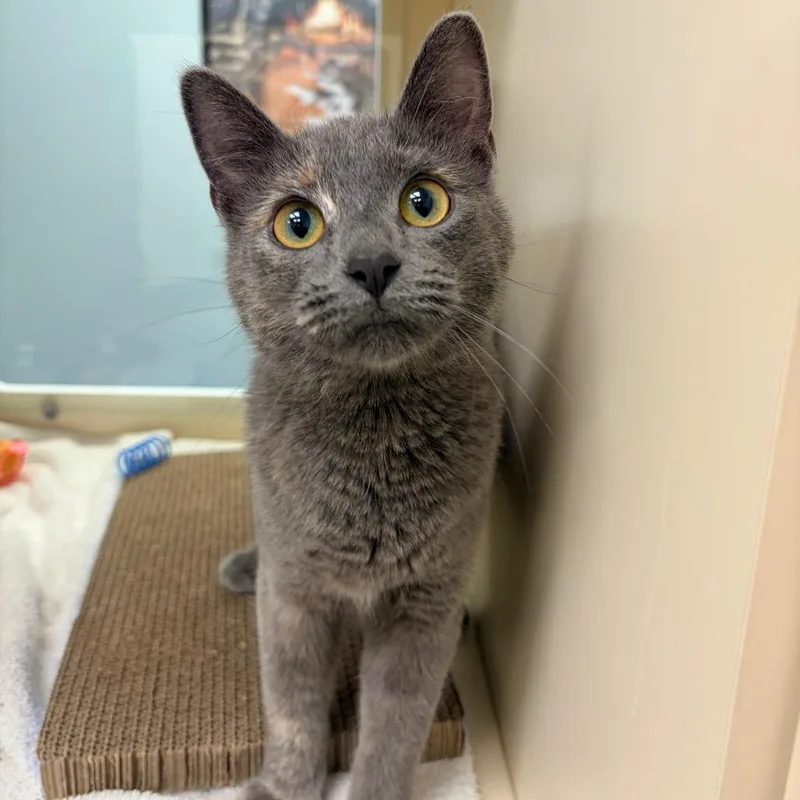 A young medium-sized female Gray / Blue / Silver Domestic Short Hair cat named Cirrus for adoption in Naperville, IL