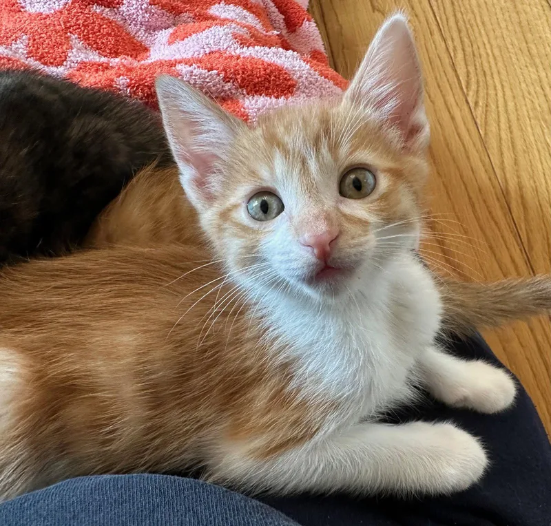 A baby small-sized male Tabby cat named Butternut & Marley for adoption in Walnut Creek, CA